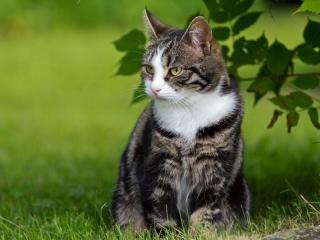 Roslyn Estates Considers Ban On Feeding Feral Cats