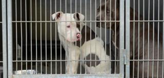 AC&C encourages pit bull adoption in NYC