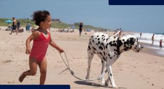 Animal Rescue Fund of the Hamptons