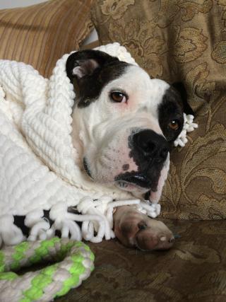 Will's pit bull terrier, Koa - a Have-a-Heart rescue