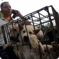 Dogs transported in a cage to the dog meat market